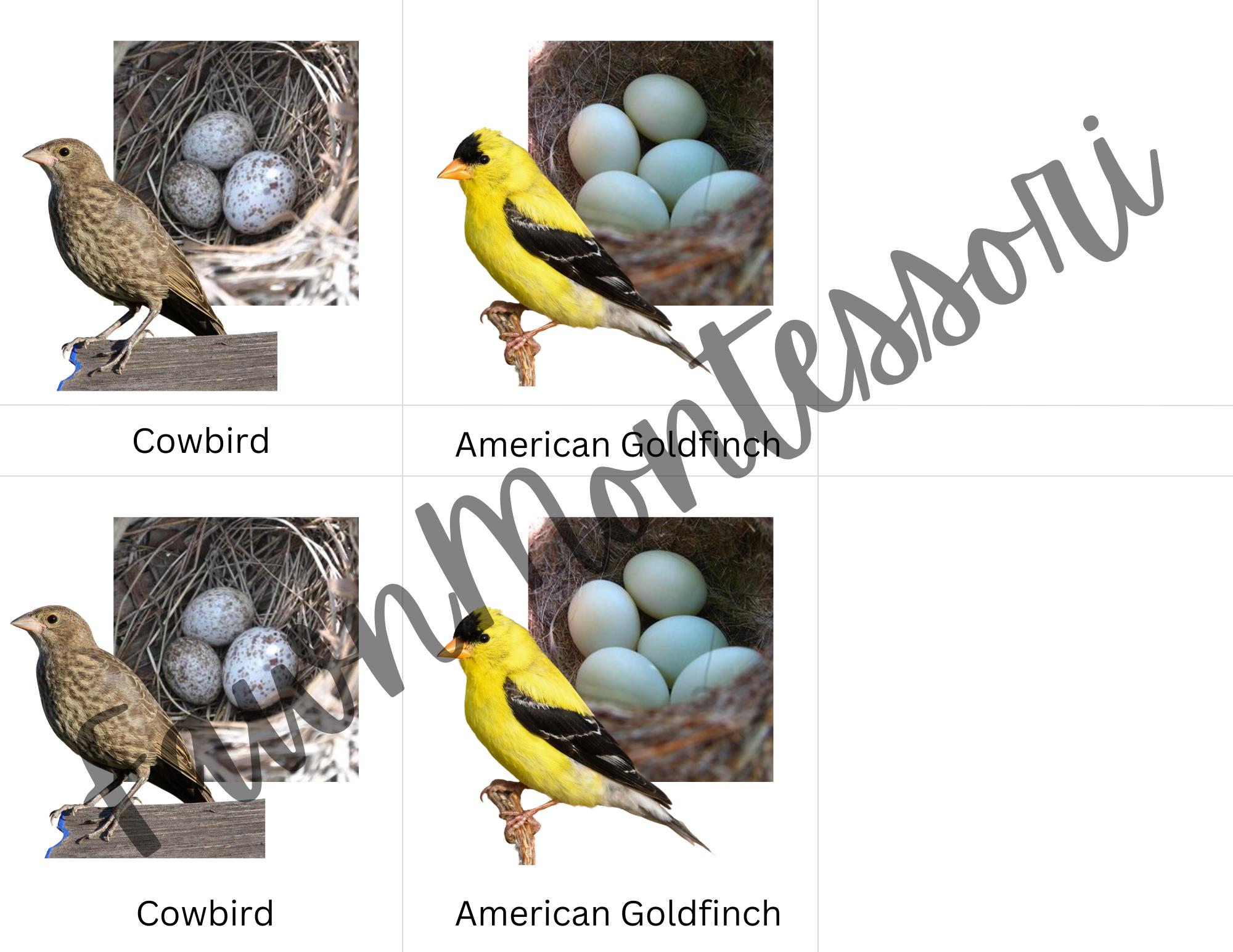 Birds & Eggs Montessori Three Part Cards - Etsy