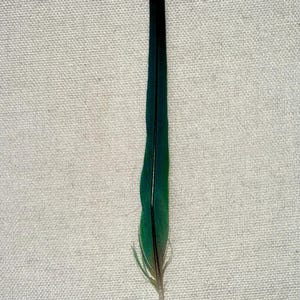 Könnte beinhalten: Eine einzelne Feder mit einem Farbverlauf. Die Spitze ist schwarz, geht in ein tiefes Grün über und dann in ein helleres Grün nach unten. Die Feder hat einen dünnen, hellfarbigen Stiel.