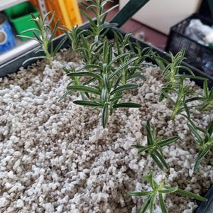 Live Herb Plants – Fresh Rosemary & Oregano Starters for Your Kitchen Garden