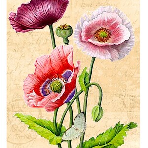 A4 Rice Paper/ Decoupage / Poppies / Scrapbooking / Card Making ...