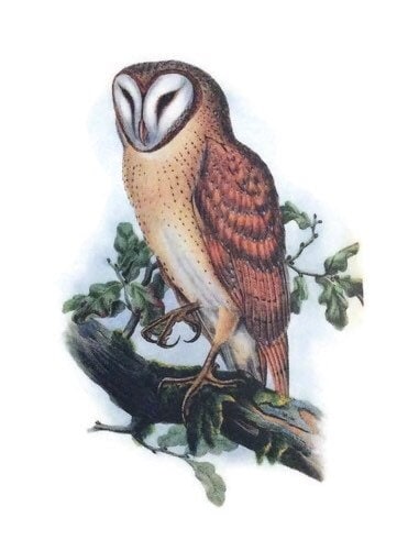 2 x Large Owl Waterslide Decal Stickers, for Soap , Candles, Glass, Ceramics, Pottery, Porcelain,  H