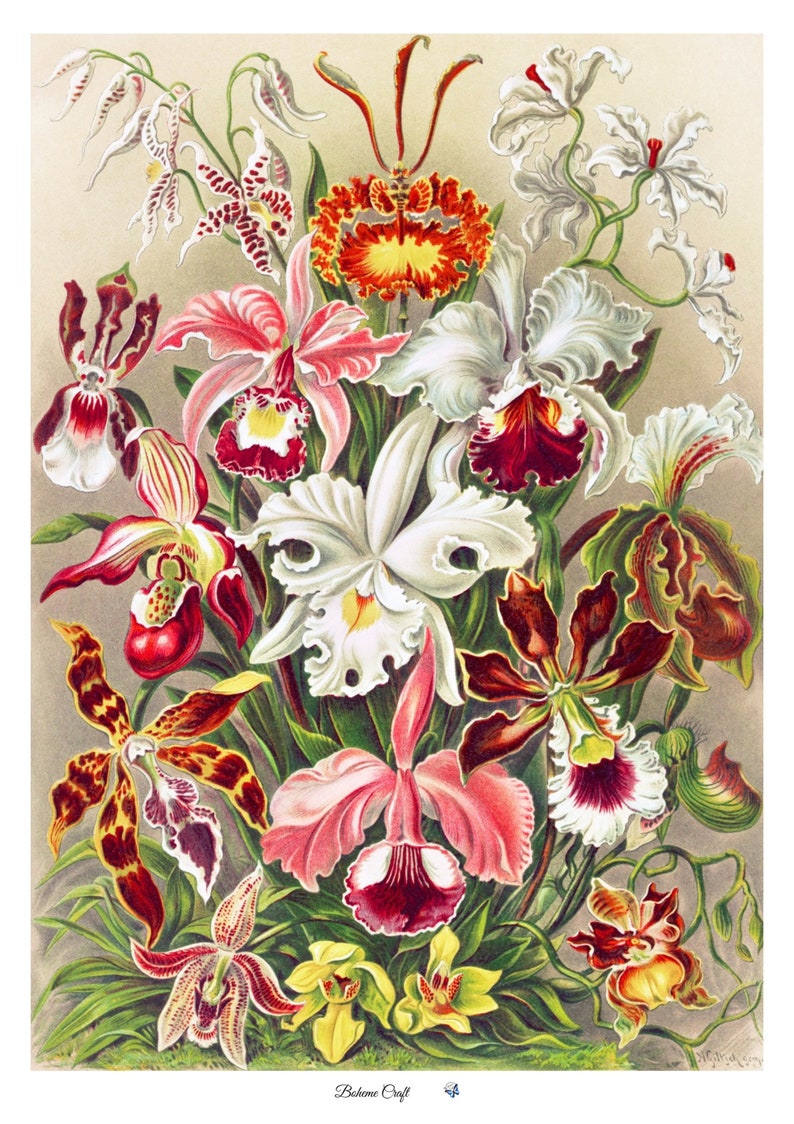 May include: A vintage botanical illustration depicting a selection of orchids in shades of pink, white, red, yellow, and brown. The orchids are arranged in a bouquet with green leaves and stems.