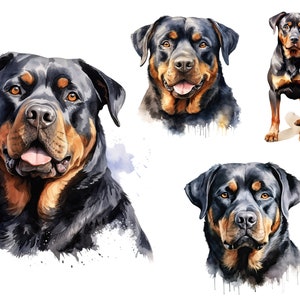 May include: A collection of watercolor illustrations featuring Rottweiler dogs. The artwork displays three distinct portraits and one full-body depiction of the black and tan breed, showcasing their characteristic facial markings and expressions.