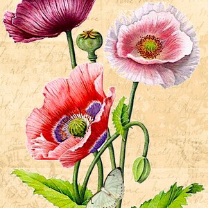 A4 Rice Paper/ Decoupage / Poppies / Scrapbooking / Card Making ...
