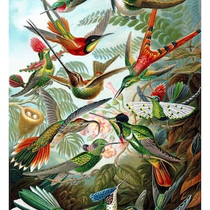 Papel decoupage com pássaros vintage para scrapbooking, criação de cartões, decoração de móveis "faça você mesmo", artesanato em papel, vários tipos e tamanhos de papel disponíveis.