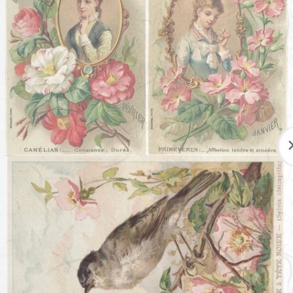 Bird Decoupage Etsy