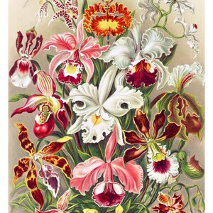 May include: A vintage botanical illustration depicting a selection of orchids in shades of pink, white, red, yellow, and brown. The orchids are arranged in a bouquet with green leaves and stems.