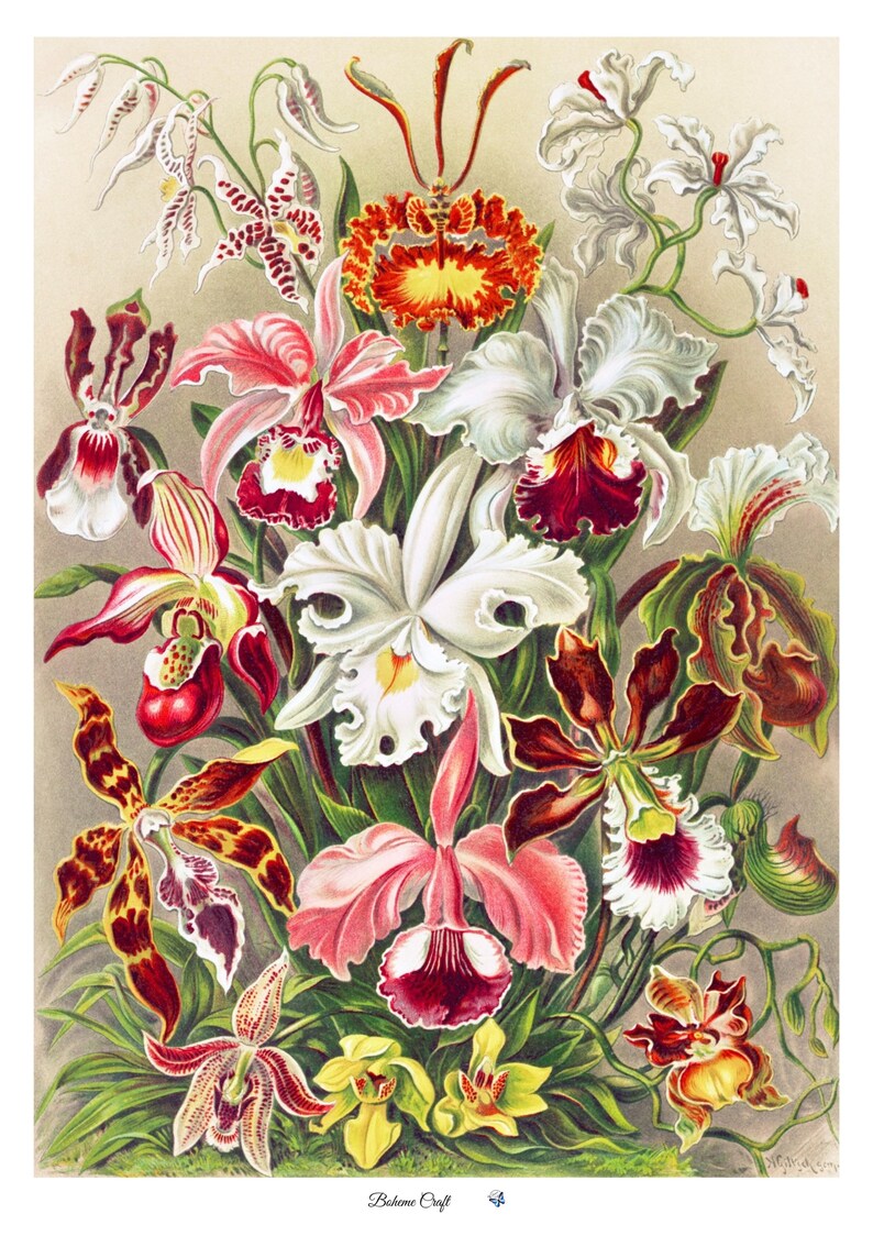 May include: A vintage botanical illustration depicting a selection of orchids in shades of pink, white, red, yellow, and brown. The orchids are arranged in a bouquet with green leaves and stems.