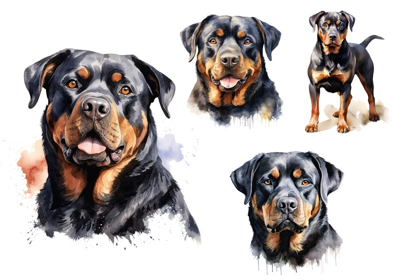 May include: A collection of watercolor illustrations featuring Rottweiler dogs. The artwork displays three distinct portraits and one full-body depiction of the black and tan breed, showcasing their characteristic facial markings and expressions.