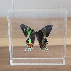 Vintage Madagascan Sunset Moth Butterfly Specimen Acrylic Shadow Box Frame