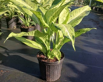 largest aloe vera plant 6-8ft Aloe Vera  Dahing Plants