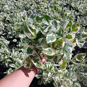 May include: A close-up of a plant with green and white variegated leaves. The plant is held in a person's hand, with a background of similar plants. The leaves have a mix of green and white patterns.