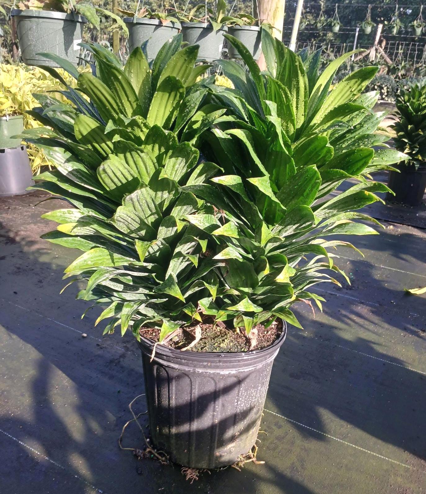 Dracaena Janet Craig - Etsy