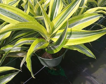4" Dracaena Giganta  Tall Indoor Houseplant  Easy Care Live Plant   Beginner Friendly - Etsy