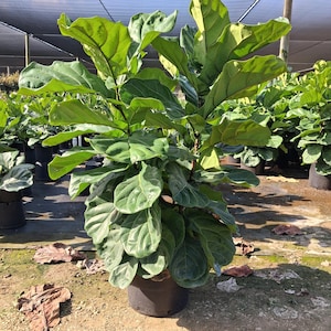May include: A large, healthy fiddle-leaf fig tree with broad, green leaves. The plant is in a black pot and sits outdoors under a shaded canopy. The leaves are a vibrant green color, and the plant appears well-cared for.