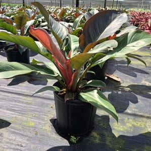 Black Cardinal Philodendron - Etsy