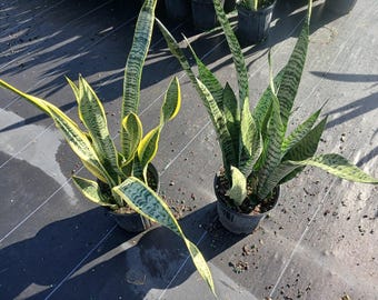 2-Pack Sansevieria Zeylanica and Laurentii | 8-inch Pot | Snake Plant | Mother-in-Law's Tongue | Live Plant | Indoor Plants |