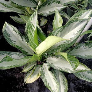 May include: Close-up of a lush Aglaonema plant with large, elongated leaves. The leaves display a striking pattern of silver-white and various shades of green. The plant's vibrant foliage creates a visually appealing display, perfect for indoor decor.