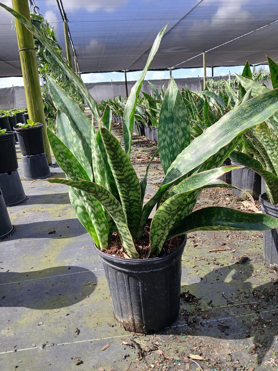 Sanseveria Joboa - Etsy