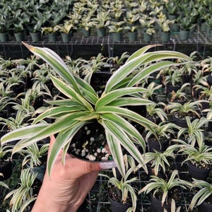 May include: A Spider Plant in a black pot, featuring long, arching green and white striped leaves. The plant is held in a hand, with many similar plants in the background, all in black pots, suggesting a nursery setting.