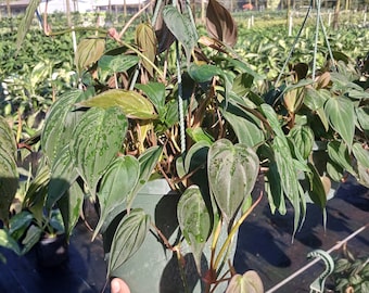 Philodendron Mican - Hanging Basket | 8-inch Pot | Philodendron hederaceum | Live Houseplant | Tropical Plant | Easy Care |