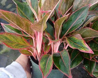 Aglaonema Red Zircon – Tropical Chinese Evergreen, Live Plant - Etsy