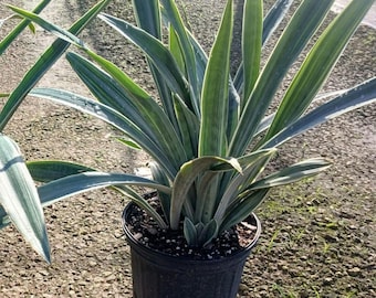Sansevieria Sayuri | 8-inch Pot | Snake Plant 'Sayuri' | Mother-in-Law's Tongue Plant | Tropical Plant | Indoor Houseplants |