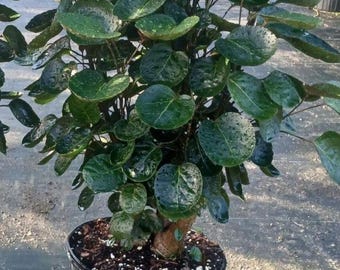 eiche bonsai substrat Bonsai Eiche  Bonsai winkel