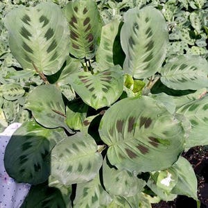 Maranta Leuconeura | Prayer Plant | 6-inch Pot | Tropical Plant | Live Houseplant | Pet Friendly |