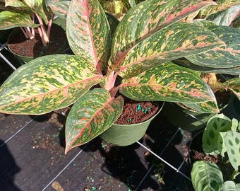 Aglaonema Black Sumatra: Colorful Accent Plant - 4