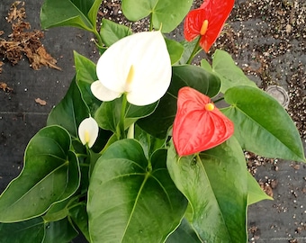 NEW Anthurium White, Anthurium Andraeanum, Live Flowering Houseplant,  Exotic Indoor Plant, Glossy Leaves, Long Lasting Blooms, Elegant Decor -  Etsy