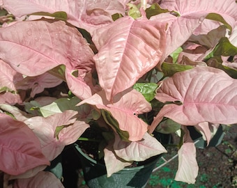 May include: A close-up of a potted Syngonium plant with large, heart-shaped leaves. The leaves are a soft pink color with visible veins and water droplets. The plant is in a dark green plastic pot, and the background is blurred.