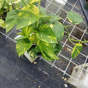 May include: A lush, potted pothos plant with vibrant green and yellow variegated leaves. The plant is in a small, dark green pot, sitting on a white grid. The leaves display a striking pattern of yellow and green.