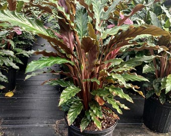irischer efeu balkon Groblttriger Efeu (Hedera hibernica) | 60-80 cm im Topf
