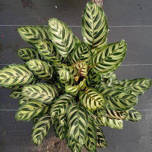 May include: A top-down view of a Calathea plant with large, vibrant green leaves. The leaves have a striking pattern of light green and white stripes, creating a visually appealing contrast. The plant is a lush, decorative houseplant.