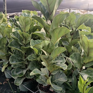 May include: A collection of fiddle-leaf fig plants in green pots. The plants have large, dark green leaves with prominent veins. The image is taken in a greenhouse setting, with a mesh covering overhead, suggesting a nursery or plant shop.