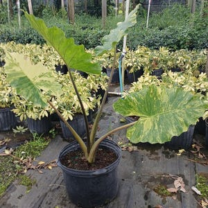 Alocasia Portora Variegated - Etsy