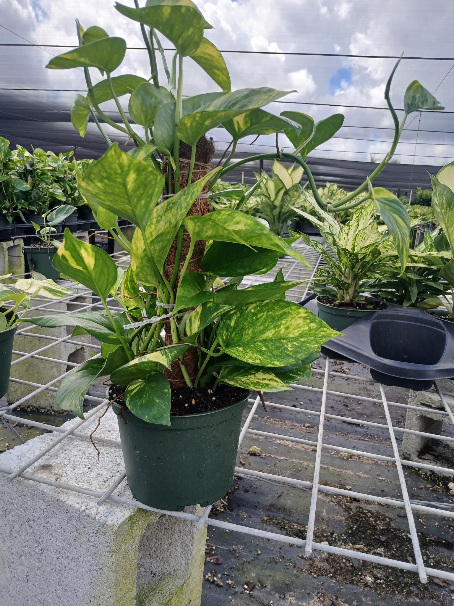 philodendron rojo congo Philodendron