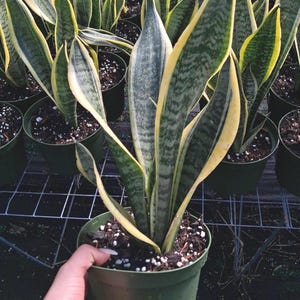 May include: A close-up of a potted snake plant, also known as Sansevieria trifasciata. The plant has long, upright leaves with a dark green center and yellow edges. The plant is in a green plastic pot.