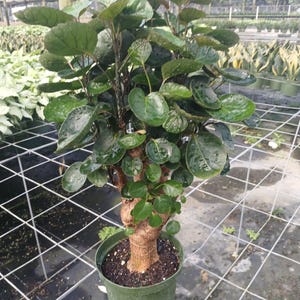 May include: A potted plant with large, round, dark green leaves. The plant has a thick, brown trunk and is in a green plastic pot. The plant is in a greenhouse setting with a metal grid and other plants in the background.