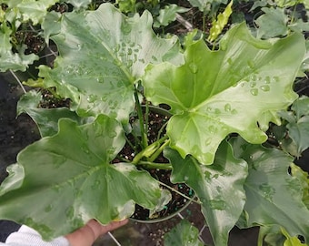 Philodendron Longilobatum 'lelano Miyano' (2.5 In) - Starter Plant - Etsy