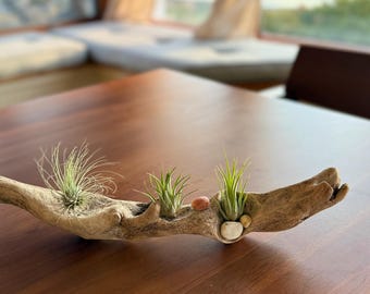 Driftwood Sculpture with Air Plants & Stones: Pacific Northwest Decor
