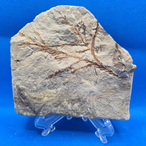 Genuine Fossilized Fern & Davidia Leaves – Stunning Display Piece