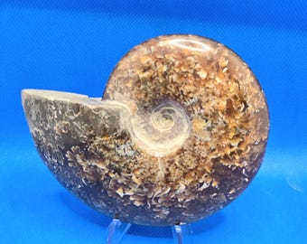 Ammonite