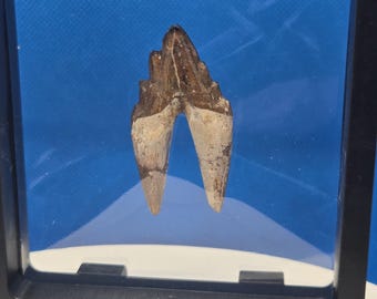 Genuine Basilosaurus Tooth – Early Whale Fossil – Rare Marine Relic
