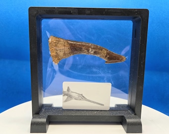 fossil fish