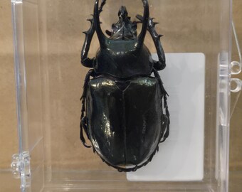 Real Rhino Beetle – Mounted Insect – Entomology Art in Shadow Box