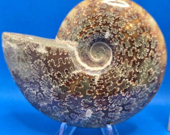 Authentic Ammonite Fossil – Beautifully Polished – Natural History Collectible