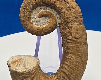 Ancyloceras Ammonite Fossil – Irregular Spiral from the Cretaceous Sea
