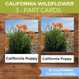 May include: Educational cards showcasing California poppy flowers. The cards depict bright orange flowers with green leaves against a blue sky. Text on the cards reads "California Wildflower 3-Part Cards" and "California Poppy".